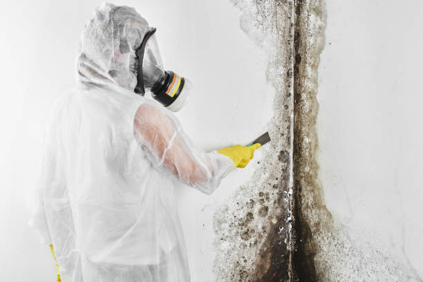 Best Mold Testing and Inspection Services in Dunwoody, GA
