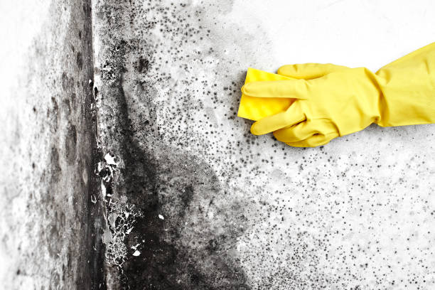 Best Preventive Mold Services in Dunwoody, GA