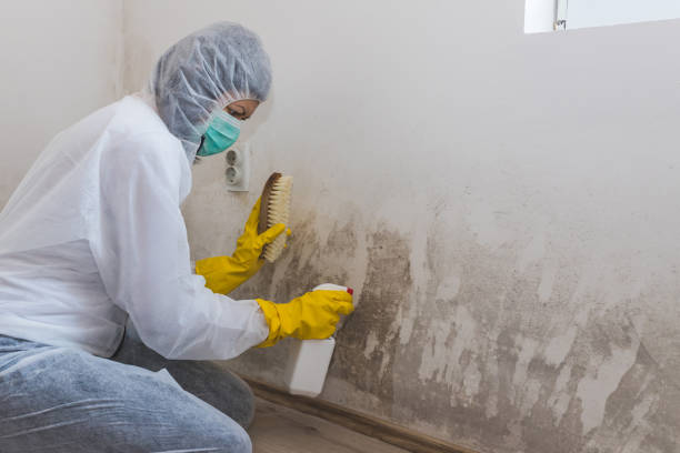Best HVAC Mold Remediation in Dunwoody, GA