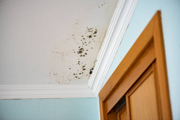 Best Post-Flood Mold Remediation in Dunwoody, GA