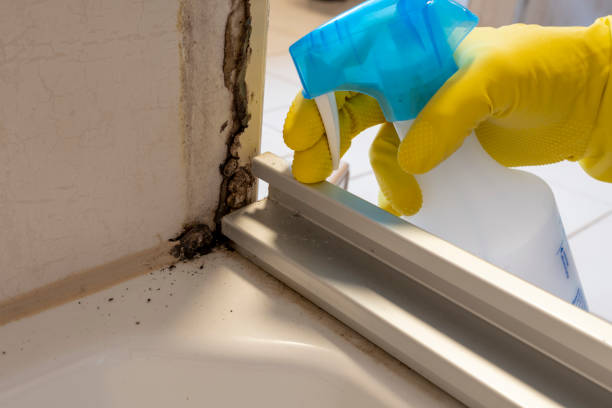 Best Health and Safety Mold Remediation in Dunwoody, GA