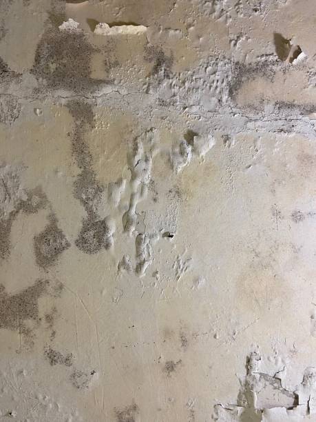 Best Residential Mold Remediation in Dunwoody, GA