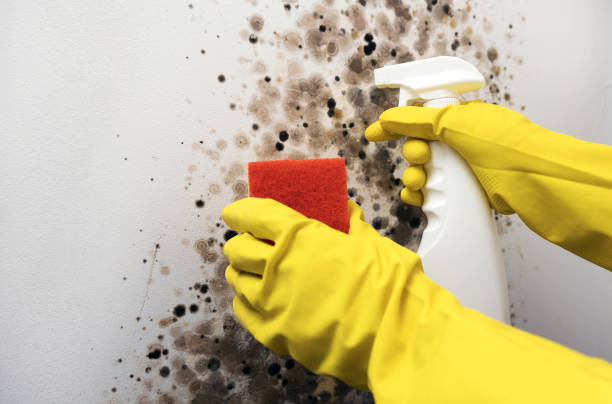 Best Kitchen Mold Remediation in Dunwoody, GA