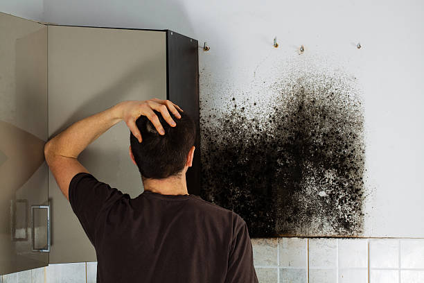 Trusted Dunwoody, GA Mold Remediation Experts