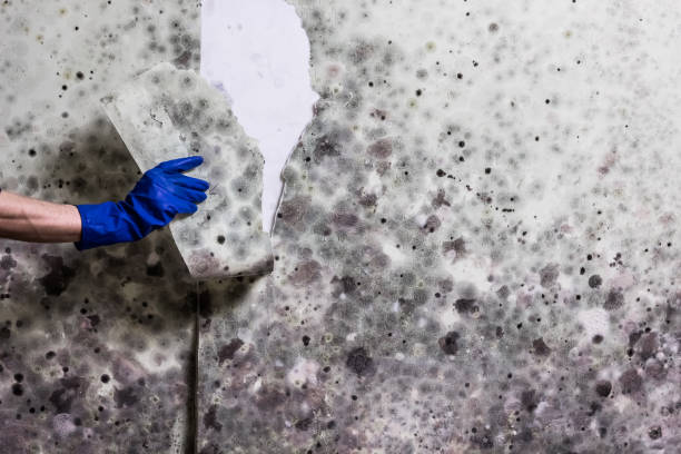 Best Emergency Mold Remediation in Dunwoody, GA